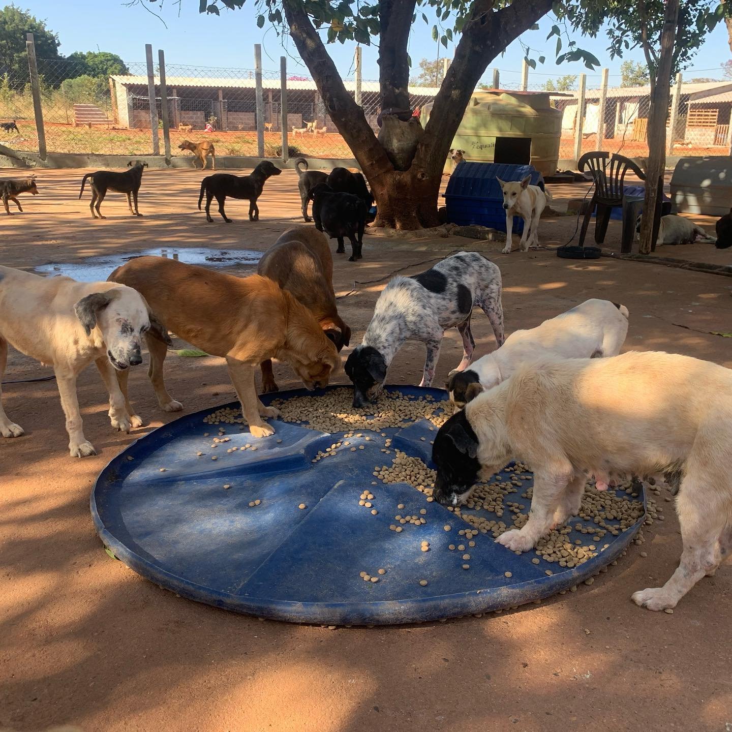 Esther Pet Rescue
