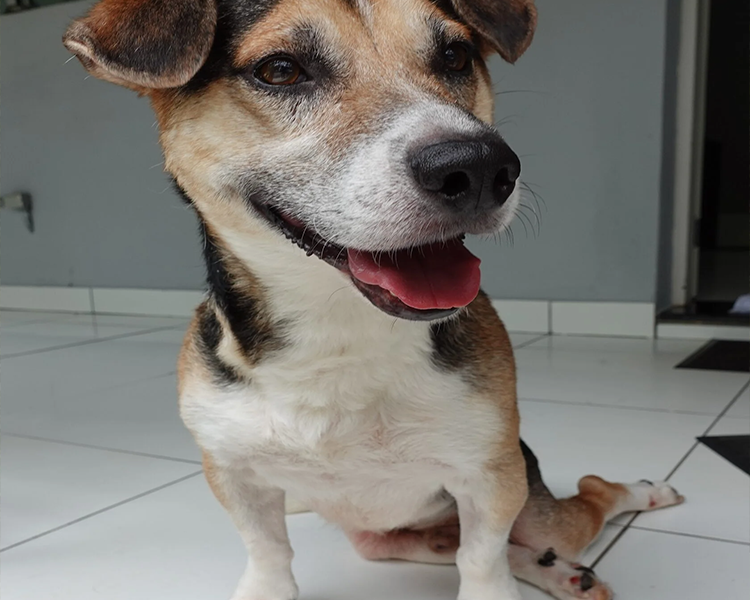toby 3